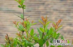 石榴树抽条原因及防治措施视频 石榴树抽条原因及防治措施