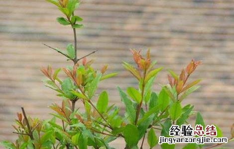 石榴树抽条原因及防治措施视频 石榴树抽条原因及防治措施