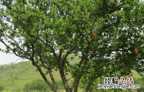 石榴树抽条原因及防治措施视频 石榴树抽条原因及防治措施