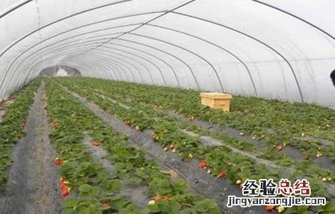 冬季大棚草莓如何补光照射 冬季大棚草莓如何补光