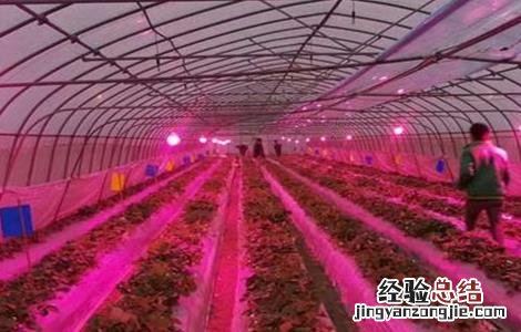 冬季大棚草莓如何补光照射 冬季大棚草莓如何补光