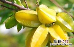 杨桃种植管理技术视频 杨桃种植管理技术