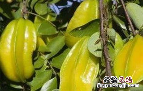 杨桃种植管理技术视频 杨桃种植管理技术
