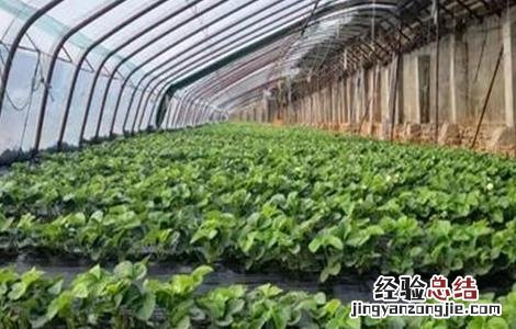 草莓二茬果出现断茬怎么办 草莓二茬果断茬原因及解决方法