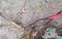 草莓二茬果出现断茬怎么办 草莓二茬果断茬原因及解决方法