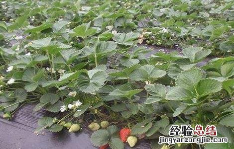 草莓二茬果出现断茬怎么办 草莓二茬果断茬原因及解决方法