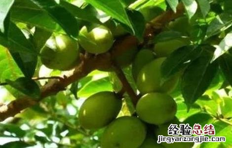 橄榄种植条件 橄榄种植条件 海拔 经纬度