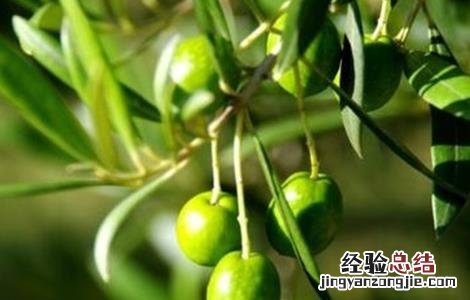 橄榄种植条件 橄榄种植条件 海拔 经纬度
