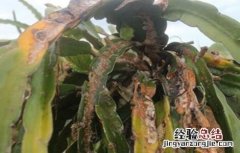 火龙果茎枯病的防治措施 火龙果茎枯病的防治措施有哪些