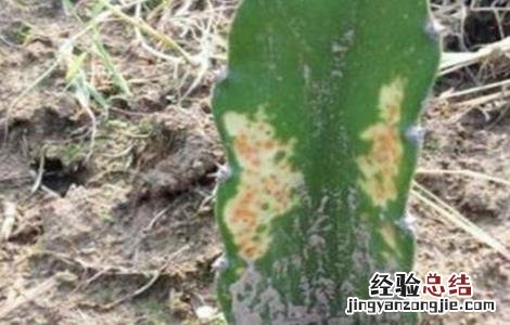 火龙果茎枯病的防治措施 火龙果茎枯病的防治措施有哪些