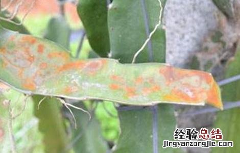 火龙果茎枯病的防治措施 火龙果茎枯病的防治措施有哪些