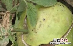 梨树裂果是什么原因 梨树裂果是什么原因造成的