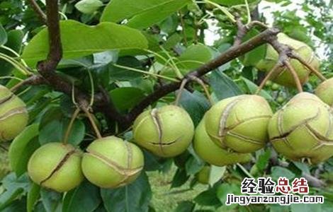 梨树裂果是什么原因 梨树裂果是什么原因造成的