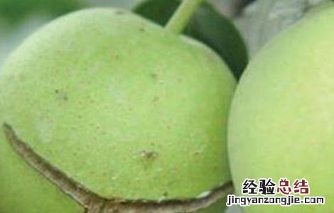 梨树裂果是什么原因 梨树裂果是什么原因造成的