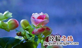 草本海棠的养殖方法 草本海棠怎么繁殖