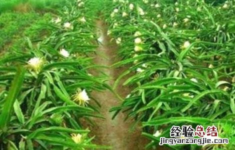 火龙果花期管理要点 火龙果花期管理要点有哪些