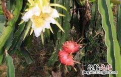火龙果花期管理要点 火龙果花期管理要点有哪些