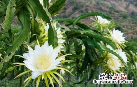 火龙果花期管理要点 火龙果花期管理要点有哪些