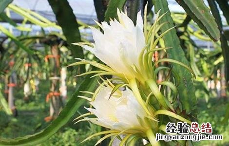 火龙果花期管理要点 火龙果花期管理要点有哪些