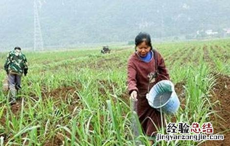 甘蔗施肥注意事项有哪些 甘蔗施肥注意事项