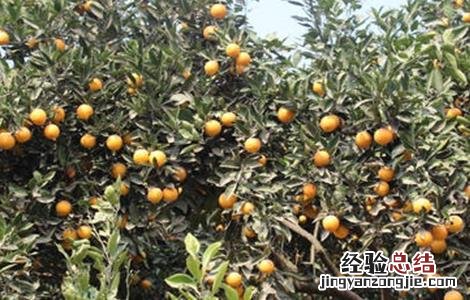 冰糖橙的高产管理技术 冰糖橙栽培技术