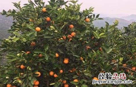 冰糖橙的高产管理技术 冰糖橙栽培技术
