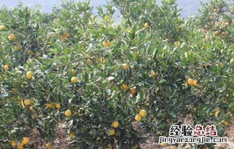 冰糖橙的高产管理技术 冰糖橙栽培技术