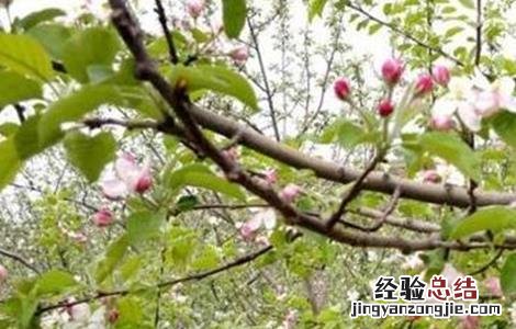 苹果春季管理要点有哪些 苹果春季管理要点