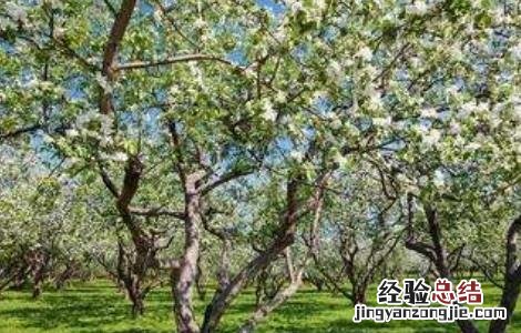 苹果春季管理要点有哪些 苹果春季管理要点