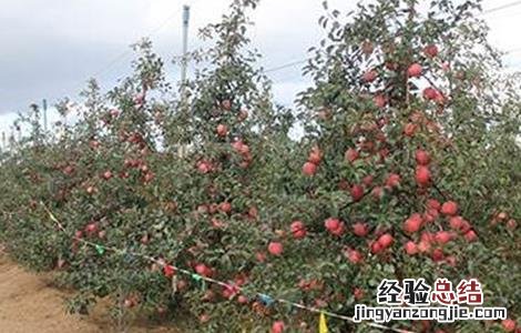 果园重茬病的原因及防治措施 果树重茬病怎样防治