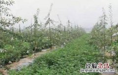 果园重茬病的原因及防治措施 果树重茬病怎样防治