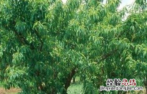 果园重茬病的原因及防治措施 果树重茬病怎样防治