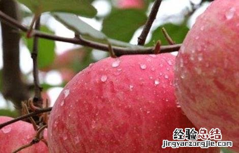 苹果大小年的原因防治措施 苹果大小年出现的主要原因