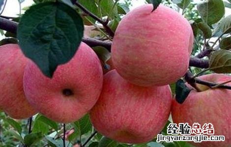 苹果大小年的原因防治措施 苹果大小年出现的主要原因