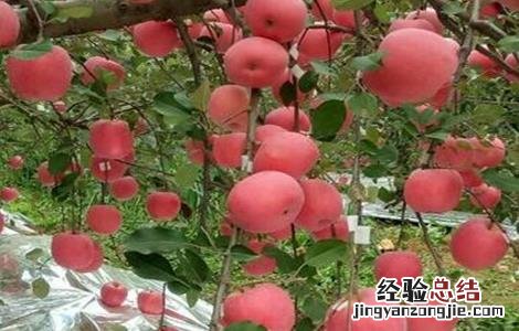 苹果大小年的原因防治措施 苹果大小年出现的主要原因