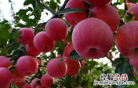 苹果大小年的原因防治措施 苹果大小年出现的主要原因