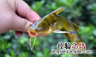 安子鱼怎么钓视频教程 安子鱼怎么钓