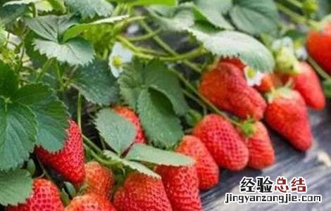 草莓果实膨大期 影响草莓果实膨大的五大因素