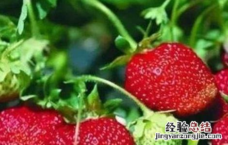 草莓果实膨大期 影响草莓果实膨大的五大因素