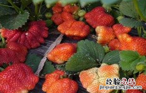 草莓果实膨大期 影响草莓果实膨大的五大因素