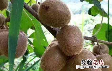 猕猴桃大小年防治措施有哪些 猕猴桃大小年防治措施