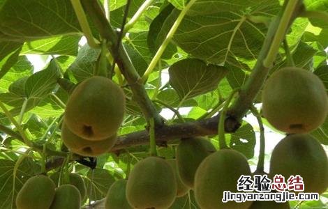 猕猴桃大小年防治措施有哪些 猕猴桃大小年防治措施