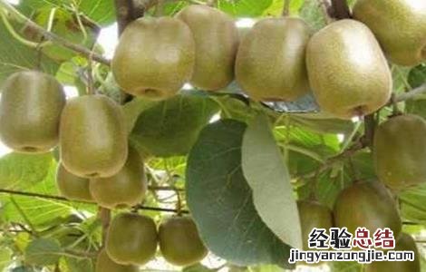 猕猴桃大小年防治措施有哪些 猕猴桃大小年防治措施