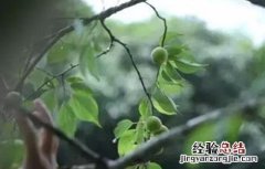 青梅的冬剪技术要点有哪些 青梅的冬剪技术要点