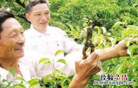 青梅的冬剪技术要点有哪些 青梅的冬剪技术要点