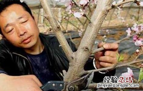 青梅的冬剪技术要点有哪些 青梅的冬剪技术要点