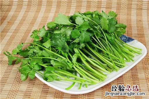 香菜亩产多少斤 露天香菜亩产多少斤