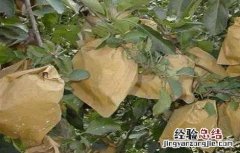 苹果套袋好吃还是不套袋好吃 套袋苹果口感差原因及解决方法