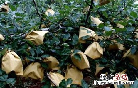 苹果套袋好吃还是不套袋好吃 套袋苹果口感差原因及解決方法