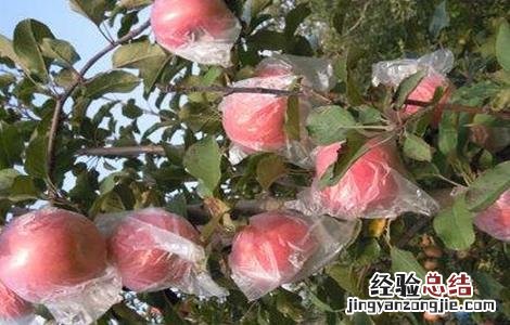 苹果套袋好吃还是不套袋好吃 套袋苹果口感差原因及解決方法